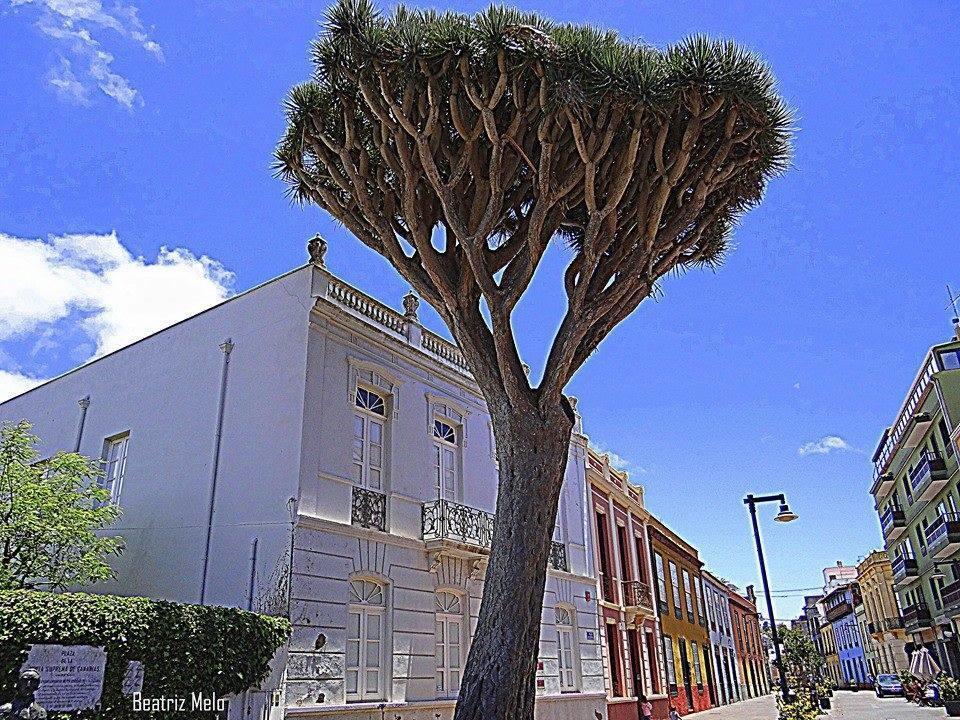 לה לגונה Apartamento Maya מראה חיצוני תמונה